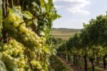 Wijnen van een aantal heuvelhellingen in het Zuid-Limburgse Voerendaal worden voortaan door de Europese Unie beschermd.